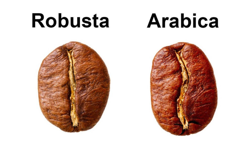 Чем отличается кофе арабика и робуста